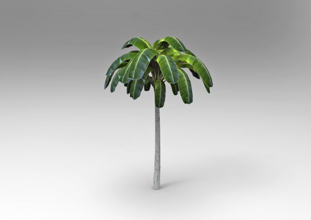 Palm tree 3D Model .c4d .max .obj .3ds .fbx .stl .blend 