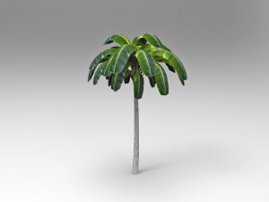 Palm tree 3D Model