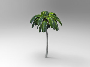 Palm tree 3D Model