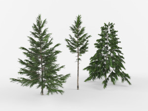 Collection Coniferous trees 3D-Modell