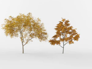 Autumn trees 3D Model