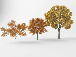 Autumn trees 3D Model