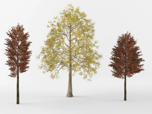 Autumn trees 3D Model
