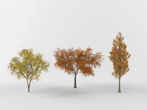 Autumn trees 3D Model