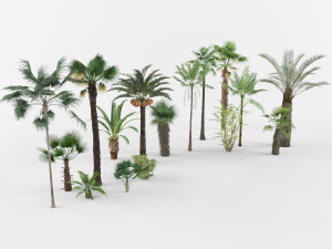 Collection of Palm trees 3D Model