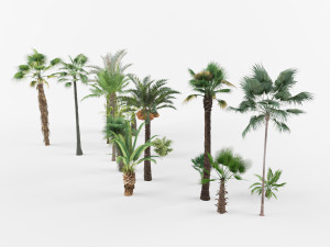 Collection of Palm trees Modelo 3D