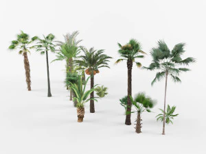 Collection of Palm trees 3D Model