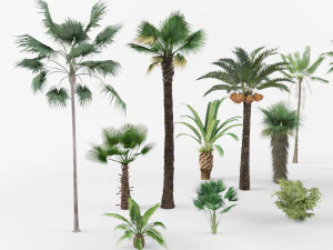 Collection of Palm trees 3D Model