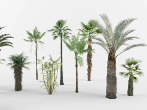 Collection of Palm trees 3D Model