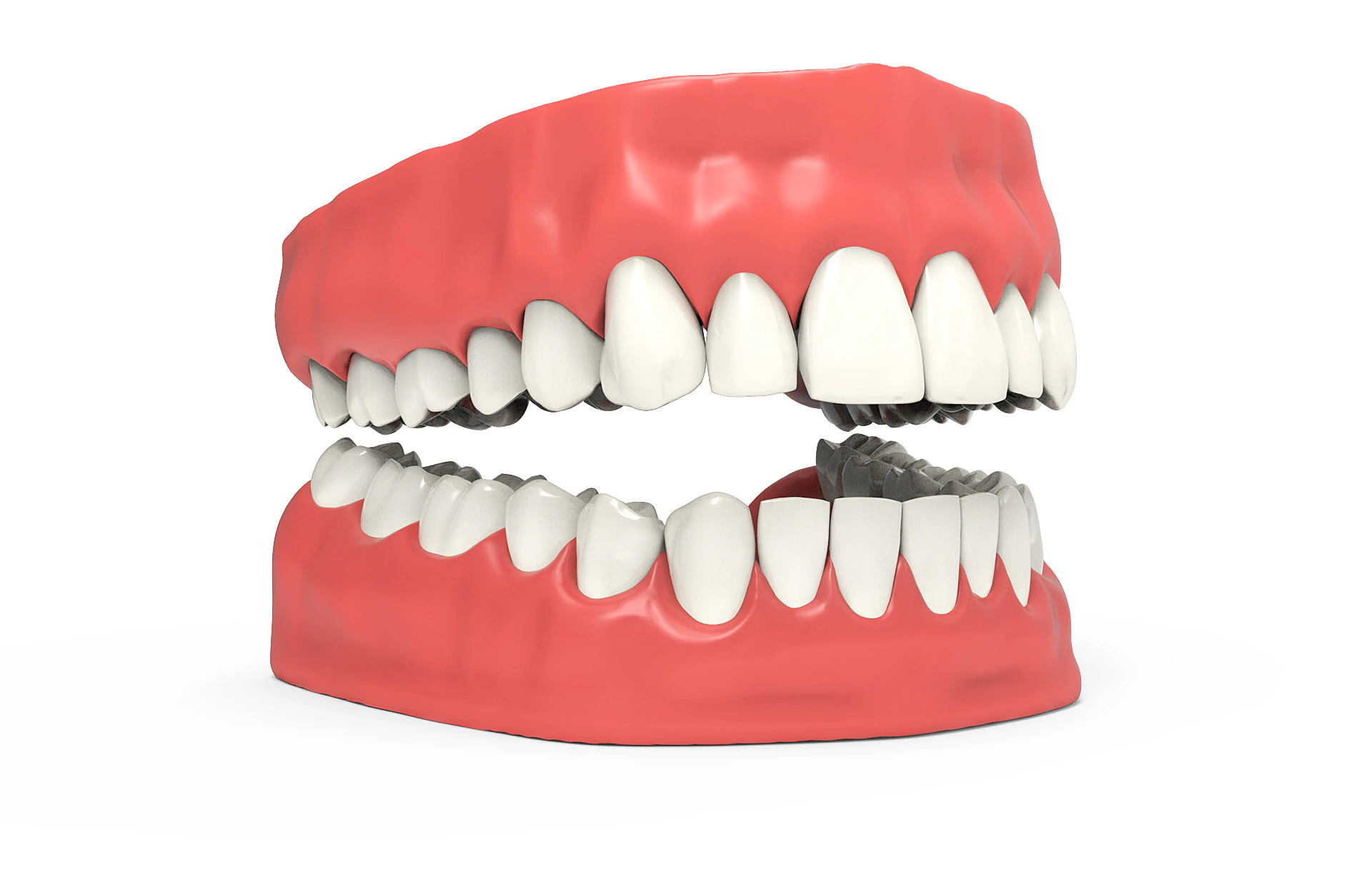 Teeth 3D Model .c4d .max .obj .3ds .fbx .stl .blend 