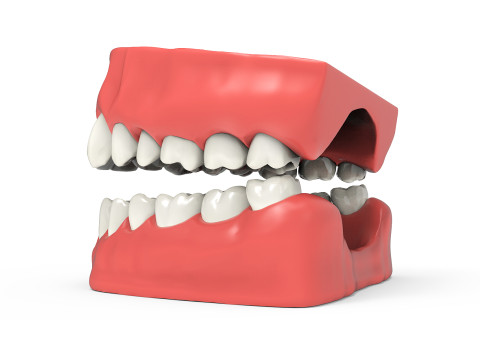 Teeth 3D Model