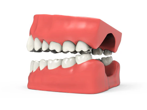 Teeth 3D Model