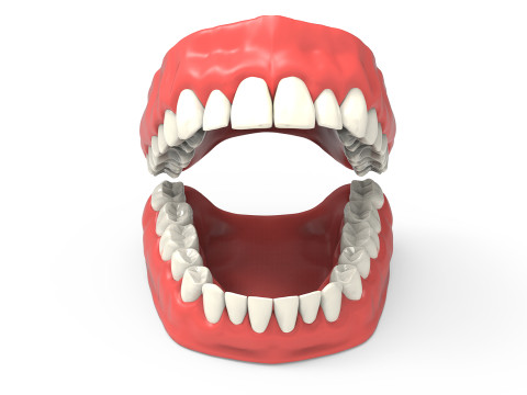 Teeth 3D Model