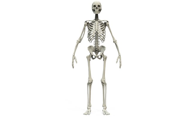 Human skeleton 3D Модель .c4d .max .obj .3ds .fbx .stl .blend 