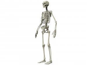 Human skeleton 3D Model