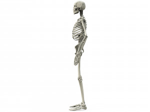 Human skeleton 3D Модель