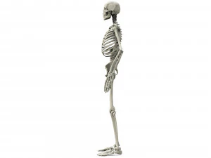 Human skeleton 3D Model