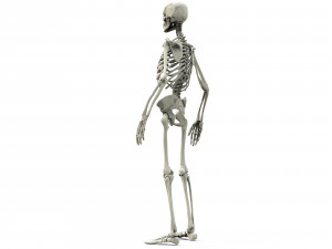 Human skeleton 3D Модель