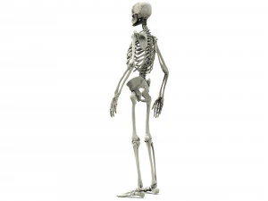 Human skeleton 3D Model
