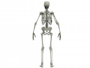 Human skeleton 3D Модель