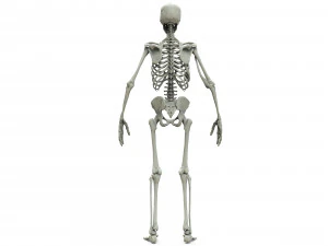 Human skeleton 3D Model