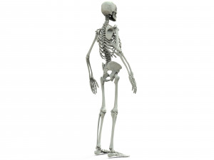 Human skeleton 3D Модель