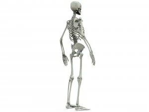 Human skeleton 3D Model