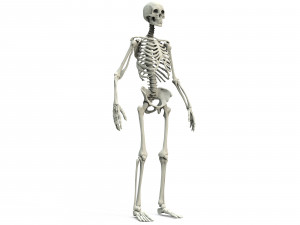 Human skeleton 3D Модель