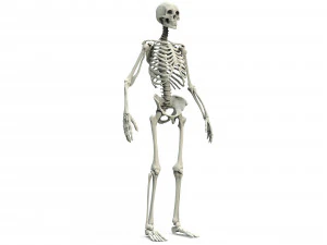 Human skeleton 3D Model