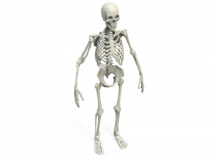 Human skeleton 3D Модель