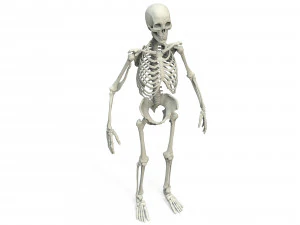 Human skeleton 3D Model