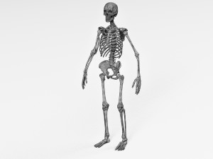 Human skeleton 3D Модель