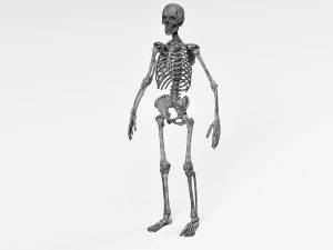 Human skeleton 3D Model