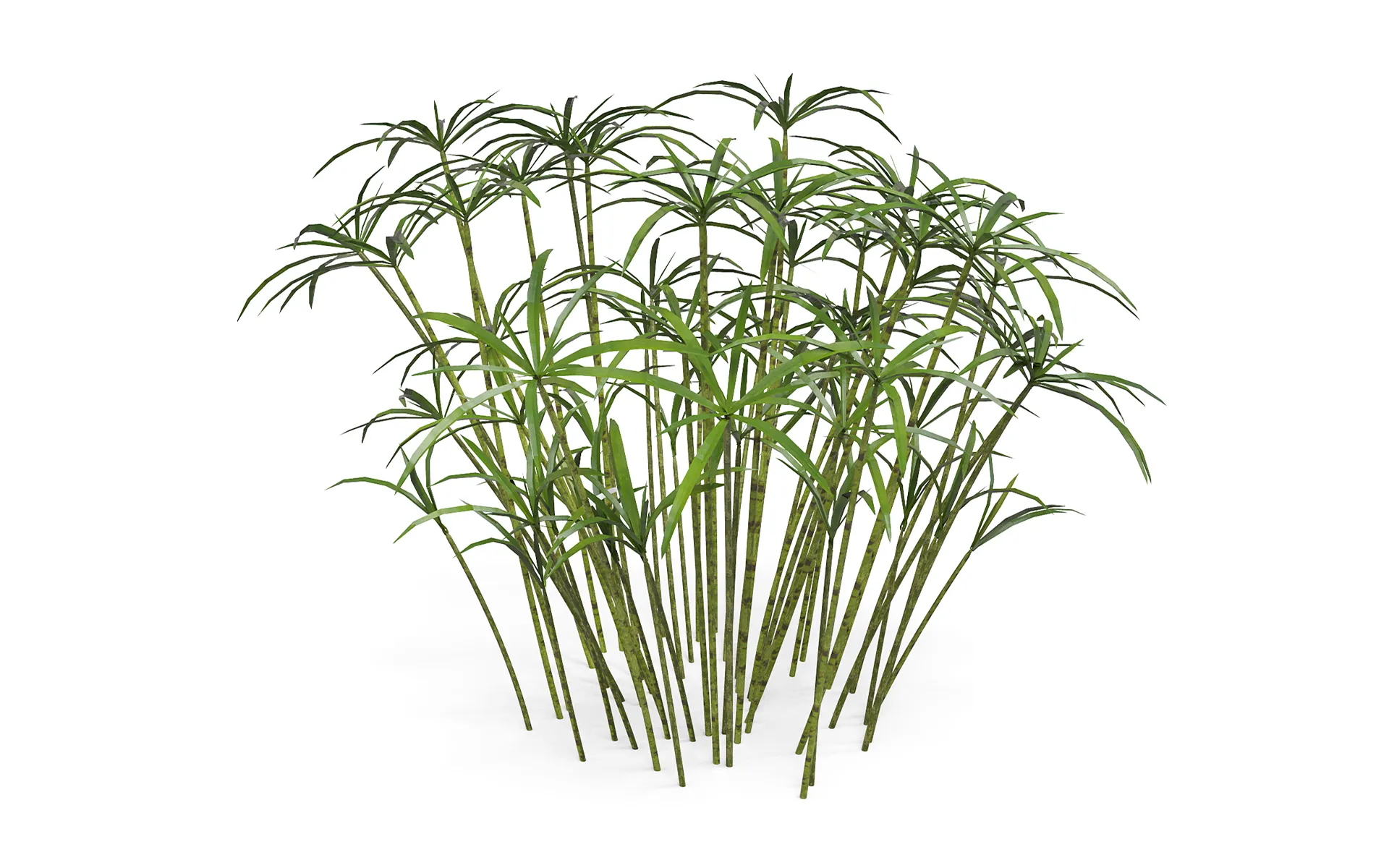 Ornamental plant 3D Model .c4d .max .obj .3ds .fbx .stl .blend
