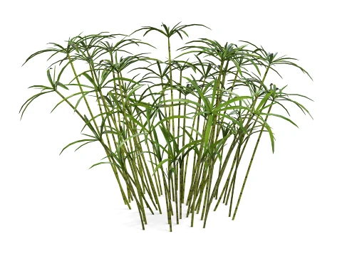 Ornamental plant 3D Model