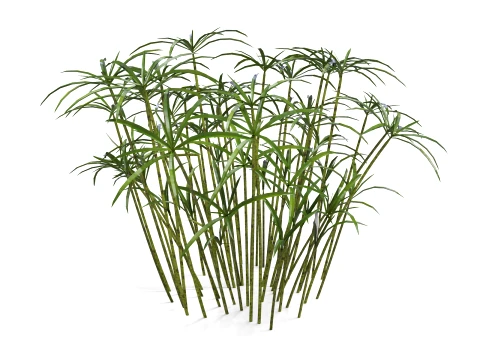 Ornamental plant 3D Model