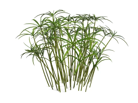 Ornamental plant 3D Model