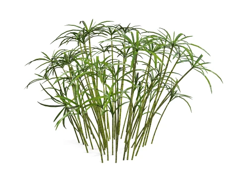 Ornamental plant 3D Model