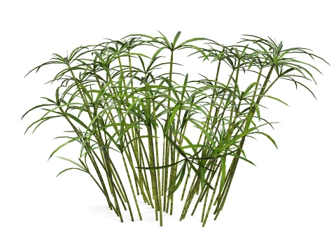 Ornamental plant 3D Model