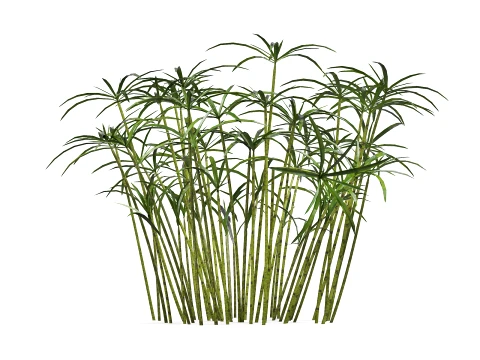 Ornamental plant 3D Model