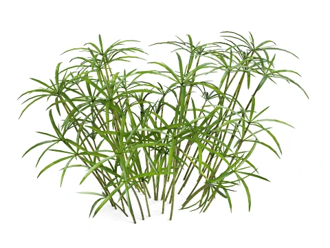 Ornamental plant 3D Model