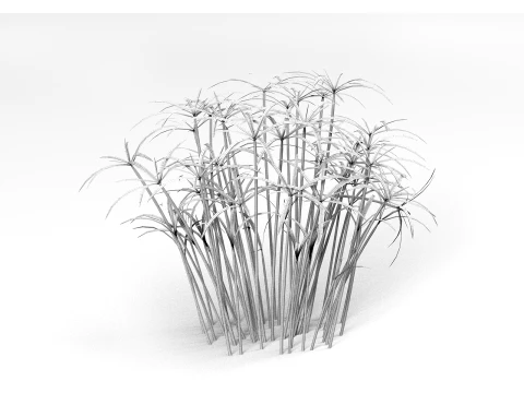 Ornamental plant 3D Model