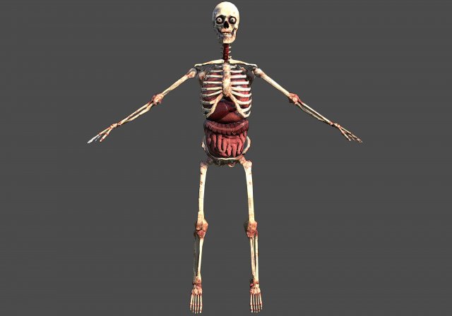 skilet Modèles 3D en vedette .c4d .max .obj .3ds .fbx .stl .blend 