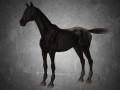 animal - horse a04 nogear 3D Модель