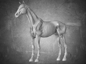 animal - horse a06 nogear 3D Model