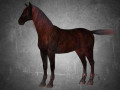 animal - horse a10 nogear 3D Модель