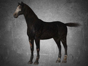animal - horse b02 nogear 3D 模型