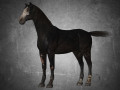 animal - horse b02 nogear Modello 3D