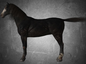 animal - horse b02 nogear 3D Model