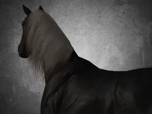 animal - horse b06 nogear Modèle 3D